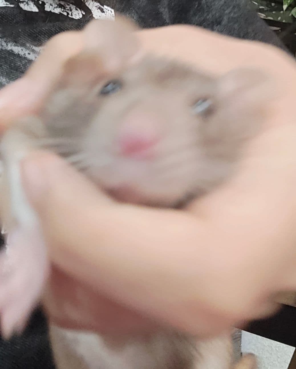 鼠